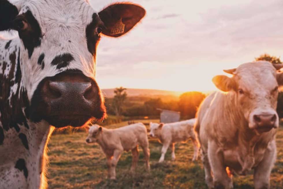 Journey into a Farm